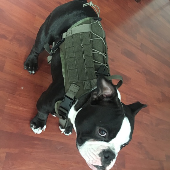 spanker tactical dog harness